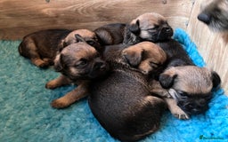 Border Terrier dogs for sale: 4 gorgeous boys  - Image 6