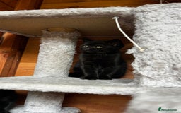 British Shorthair cats for sale: Kittens for forever homes - Image 14