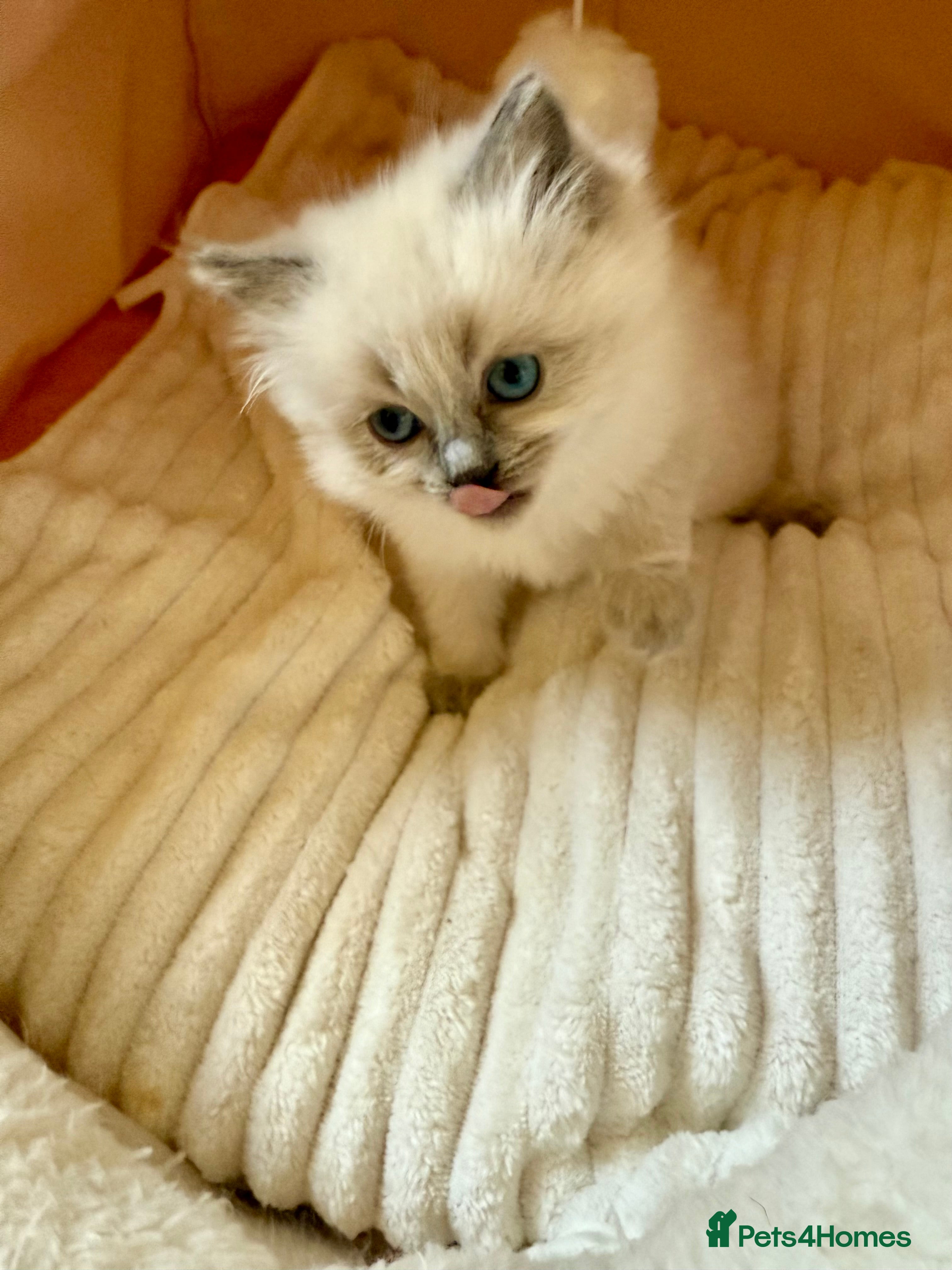 Ragdoll cats A small fluffy bundle of joy - Advert 11