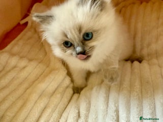 Ragdoll cats A small fluffy bundle of joy - Advert 11