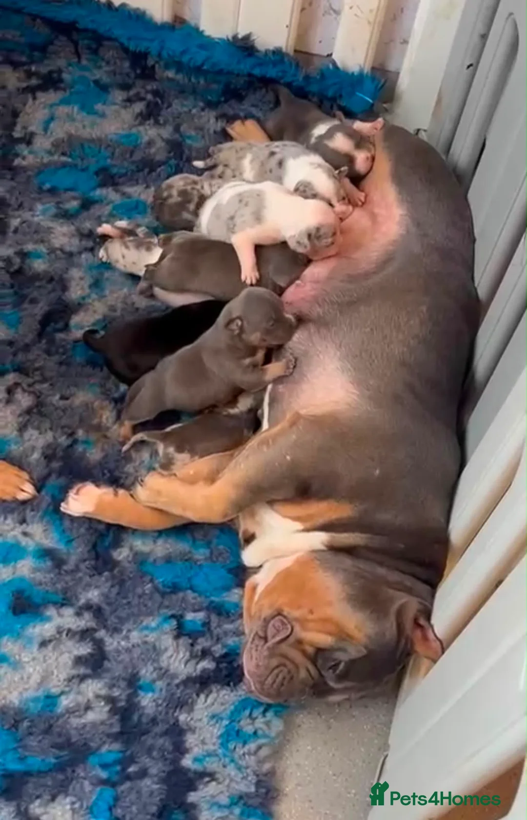 American Bully dogs for sale: American pocket Bully in Mansfield - Advert 2