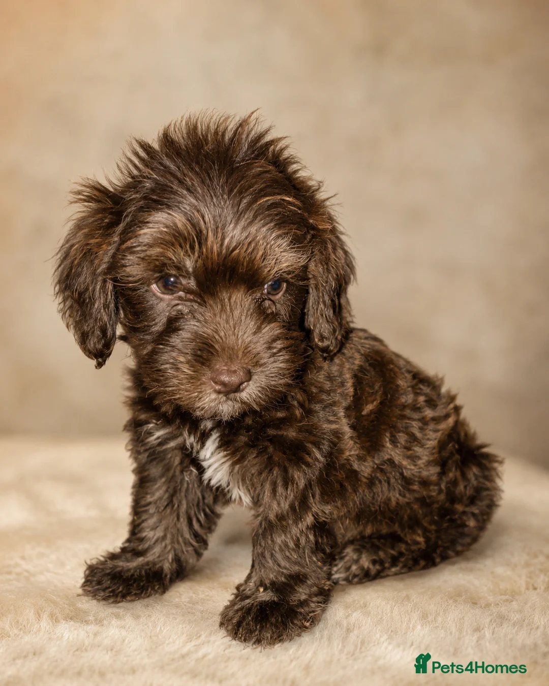 Cockapoo dogs for sale: Cockapoo Puppys ⭐️ - Advert 2
