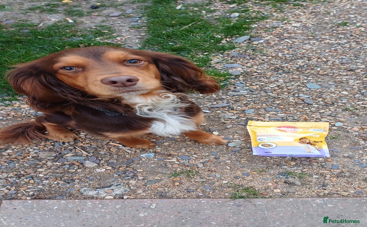 Mixed Breed dogs - Advert 14