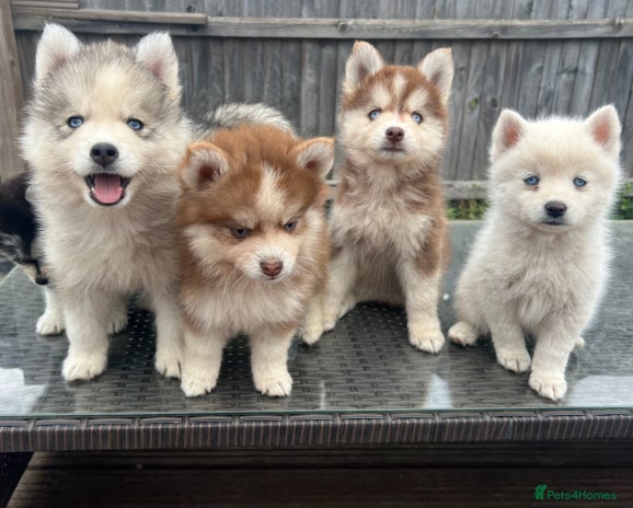 Pomsky dogs - Advert 1