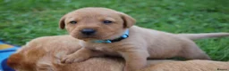 Labrador Retriever dogs for sale: Red lab pups - Advert 6