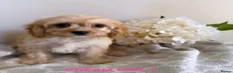 Cavapoo dogs for sale: 6 CAVAPOO PUPPYS / HEALTH TESTED ✔️  - Advert 14