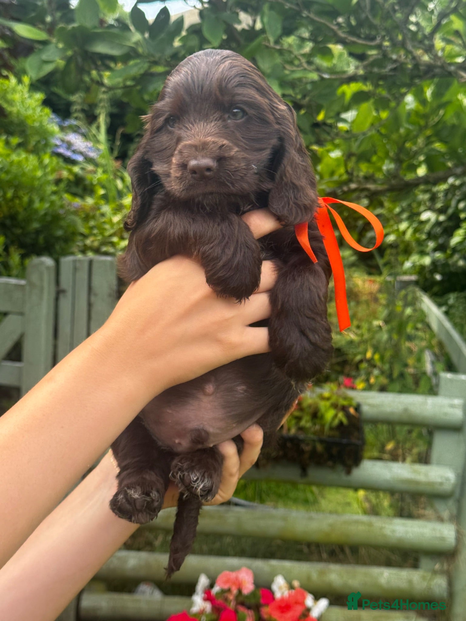 Cocker Spaniel dogs KC Show-type Chocolate & Choc Sable puppies - Advert 2
