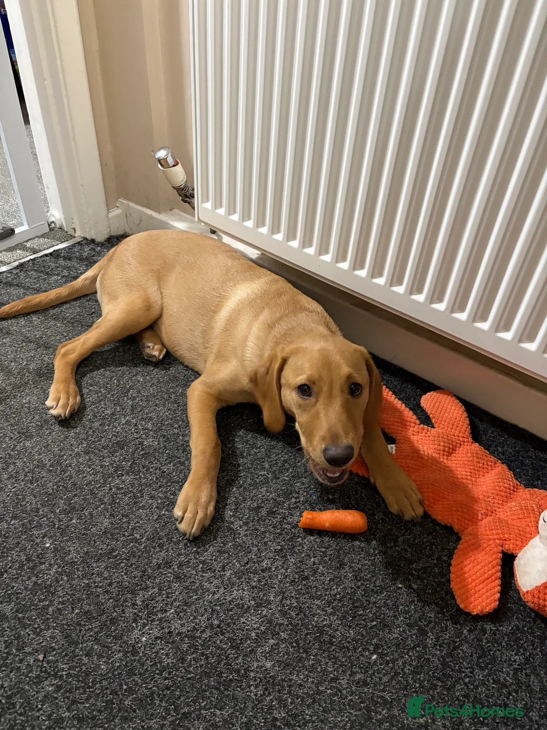 Labrador Retriever dogs for adoption: Red Fox Lab - 6 months old - Female - Advert 5