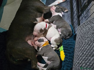 Staffordshire Bull Terrier dogs for sale: Staffordshire Bull Terrier - Advert 1