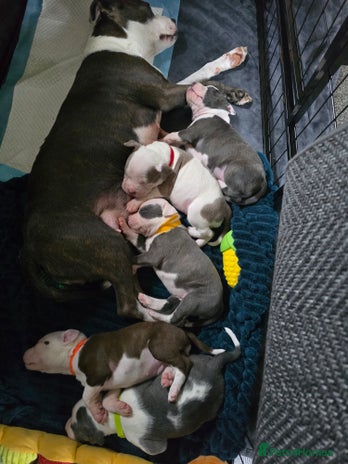 Staffordshire Bull Terrier dogs Staffordshire Bull Terrier - Advert 1