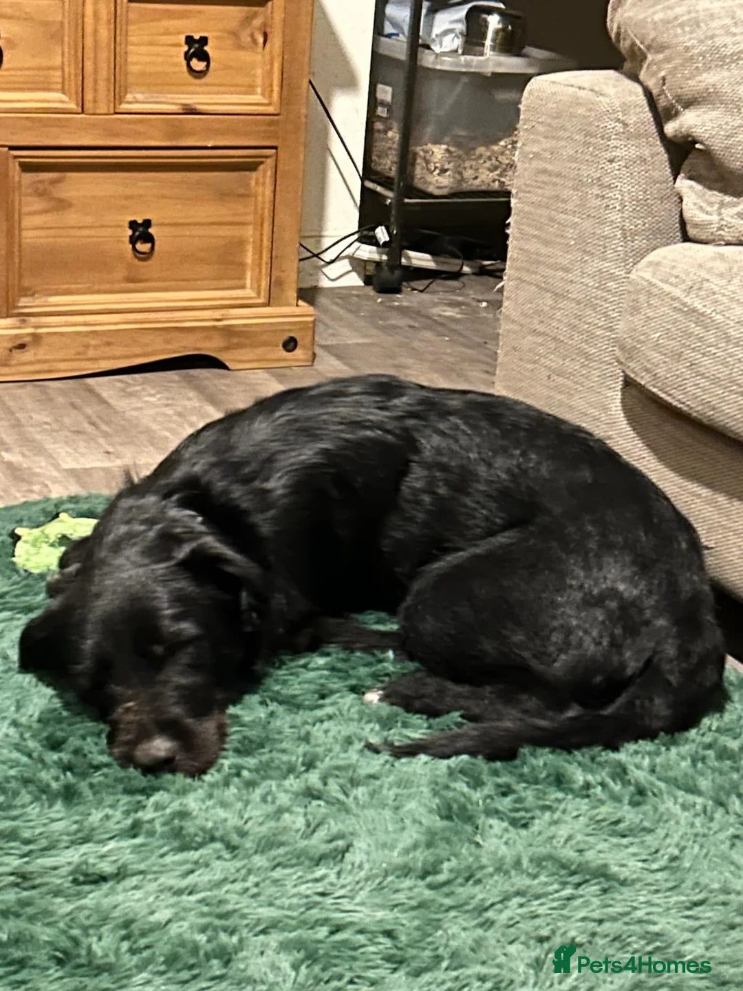 Mixed Breed dogs for sale: Lovely male Border Collie cross Labrador - Advert 2