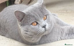 British Shorthair cats for sale: READY NOW. 3 Gorgeous Playful Affectionate BSH - Image 9