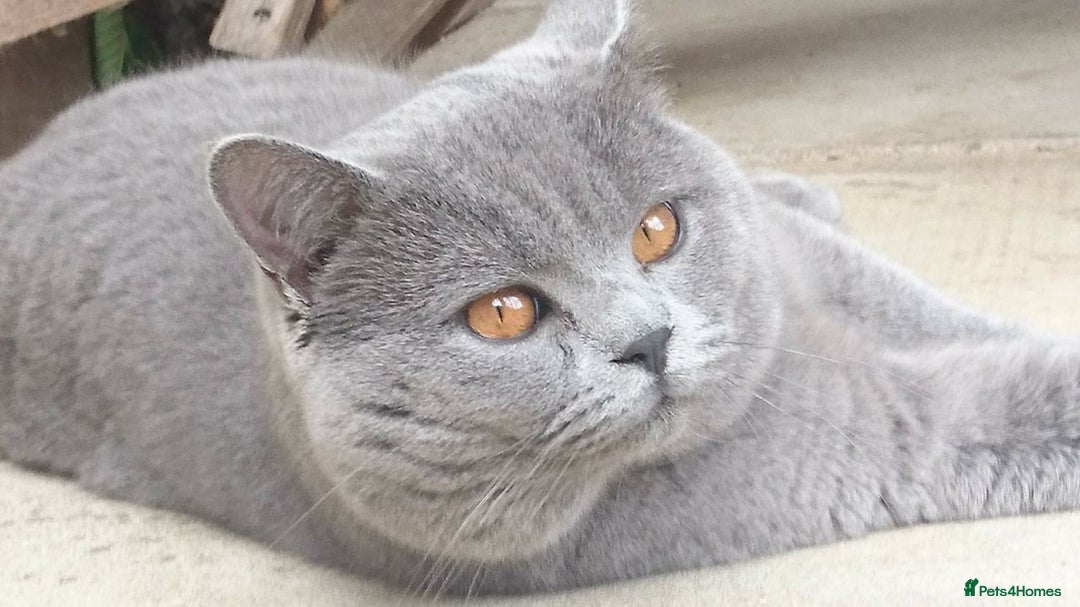 British Shorthair cats for sale: READY NOW. 3 Gorgeous Playful Affectionate BSH - Image 9