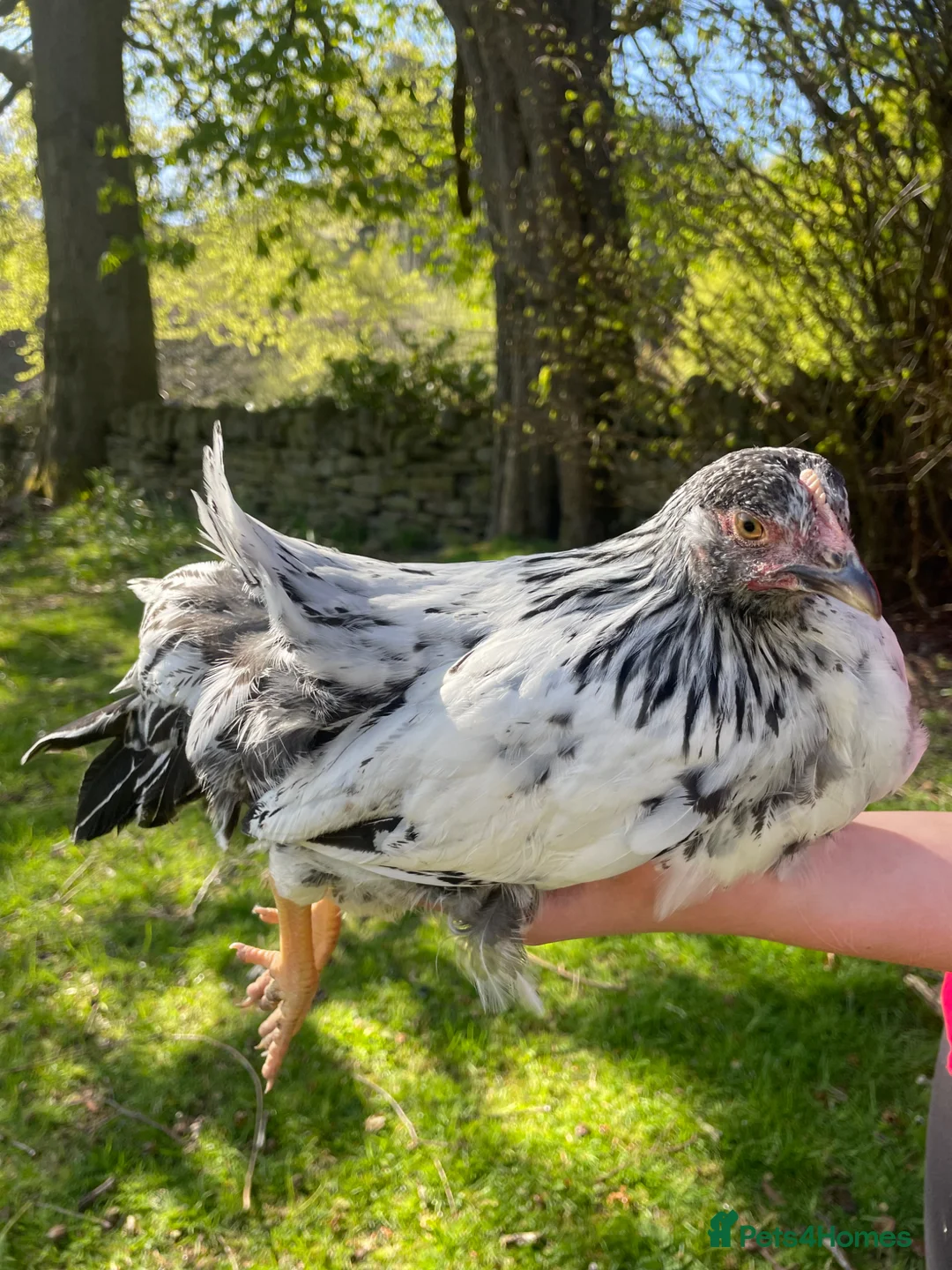 Chickens poultry for sale: Swedish Flower trio 🌸 - Advert 2