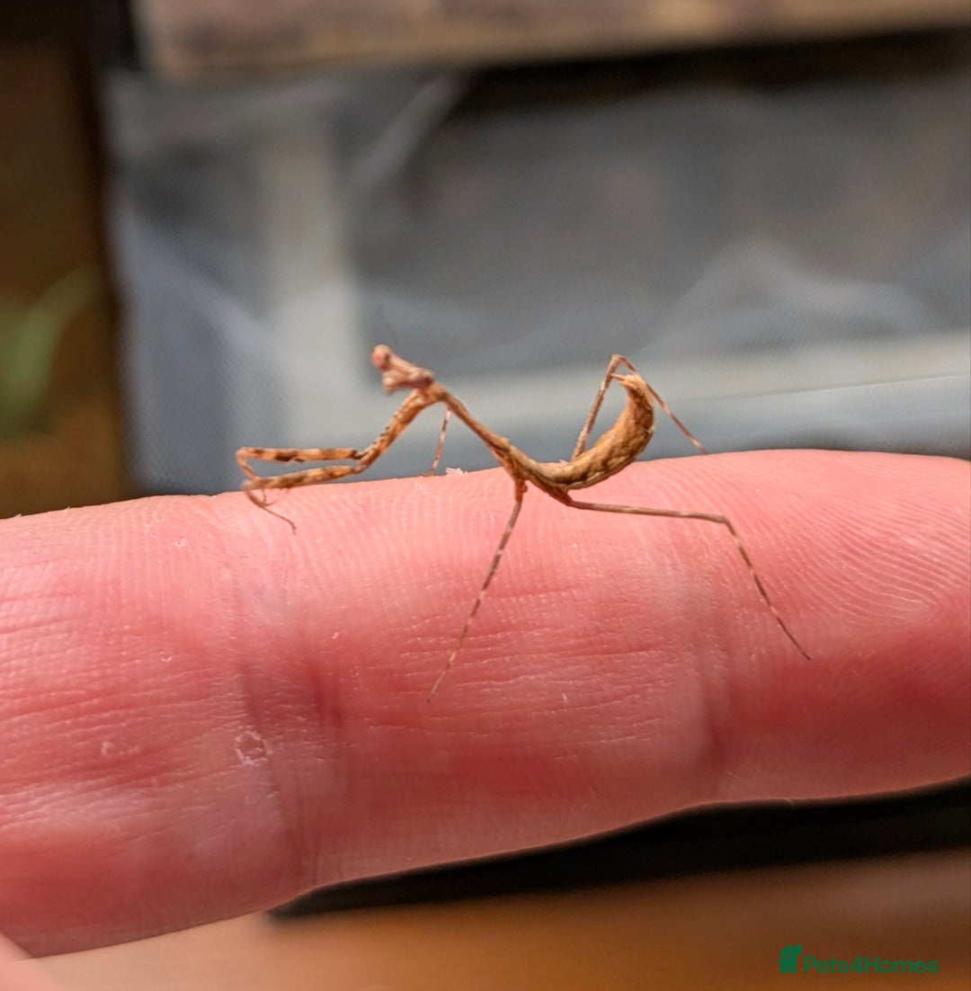 Praying Mantis invertebrates for sale: Praying Mantis - pseudempusa pinnapavonis nymphs - Image 3