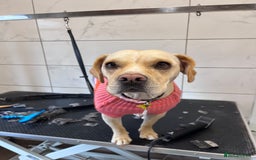 Mixed Breed dogs for sale: Bonnie  - Image 1
