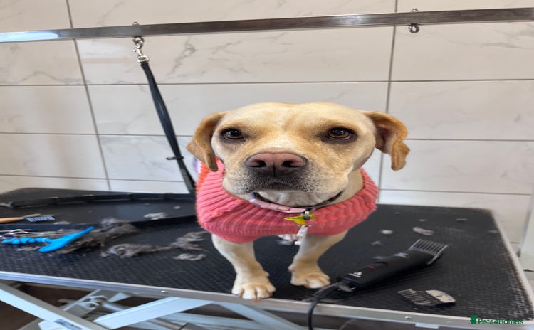 Mixed Breed dogs - Advert 12