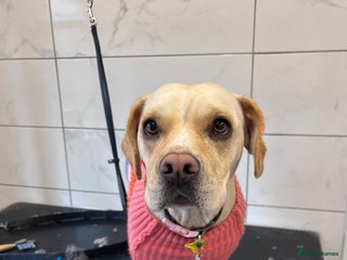 Mixed Breed dogs - Advert 8