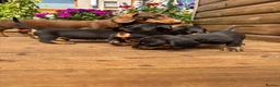 Miniature Dachshund dogs for sale: Stunning KC Pedigree Miniature Dachshund Puppies - Advert 7