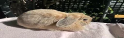 Mini Lop rabbits for sale: Mini lop adult doe for sale  - Advert 7