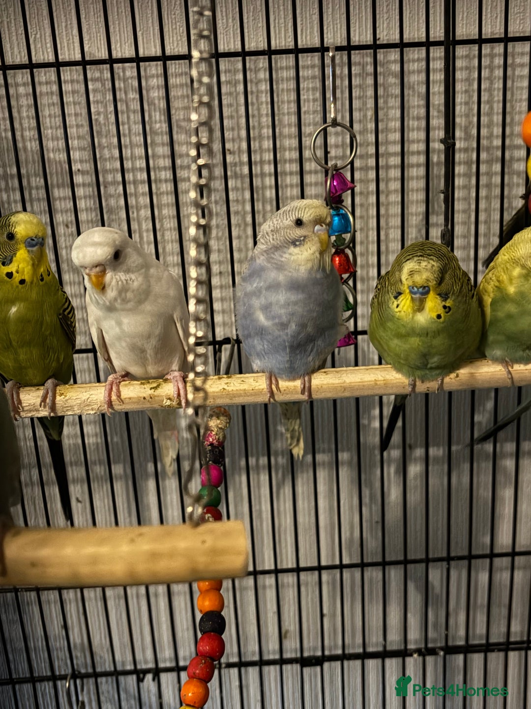 Budgerigars birds for sale: Budgies  - Advert 5