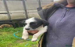 Mixed Breed dogs for sale: Border collie cross puppies  - Image 7