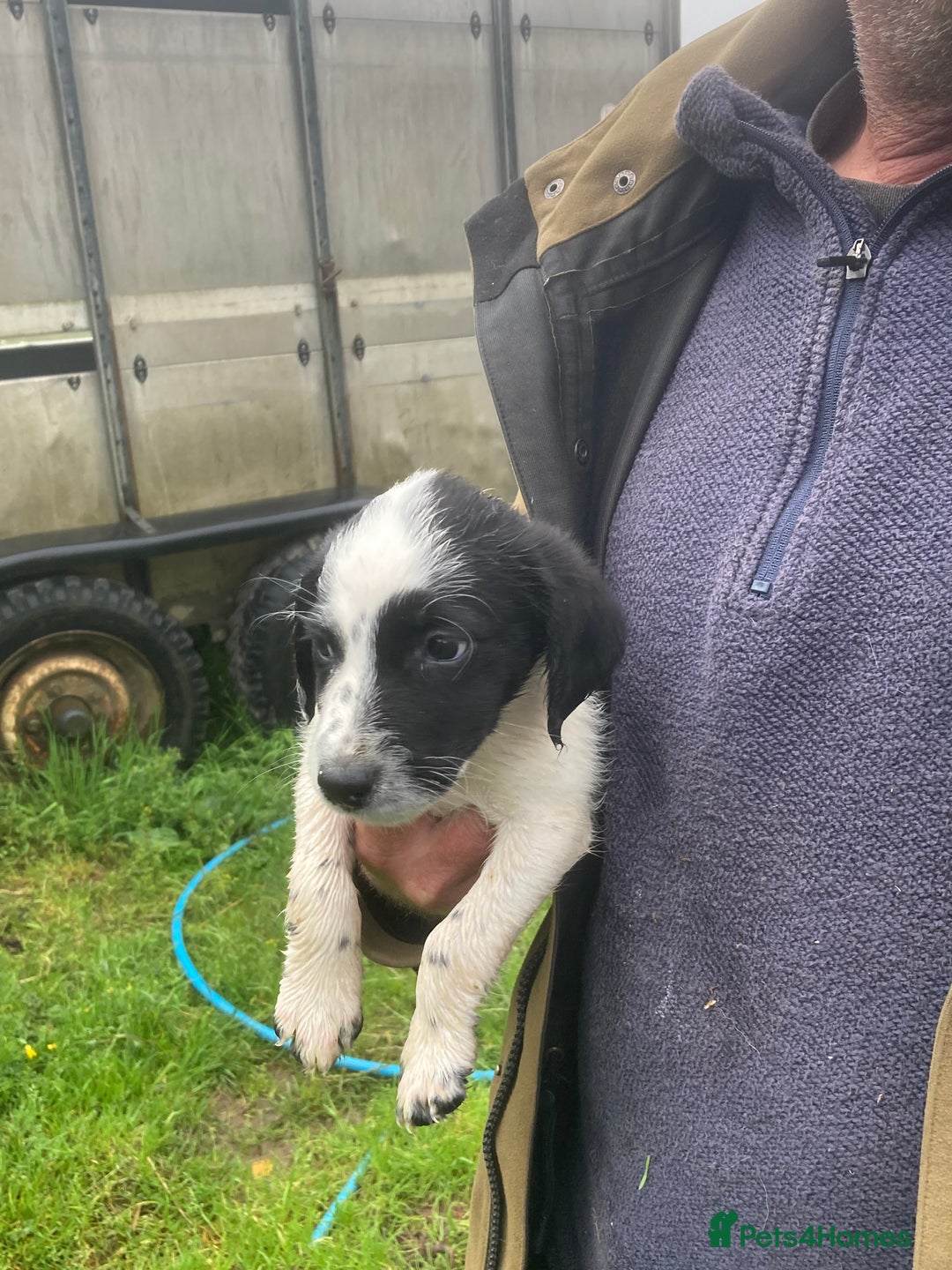 Mixed Breed dogs for sale: Border collie cross puppies  - Image 7