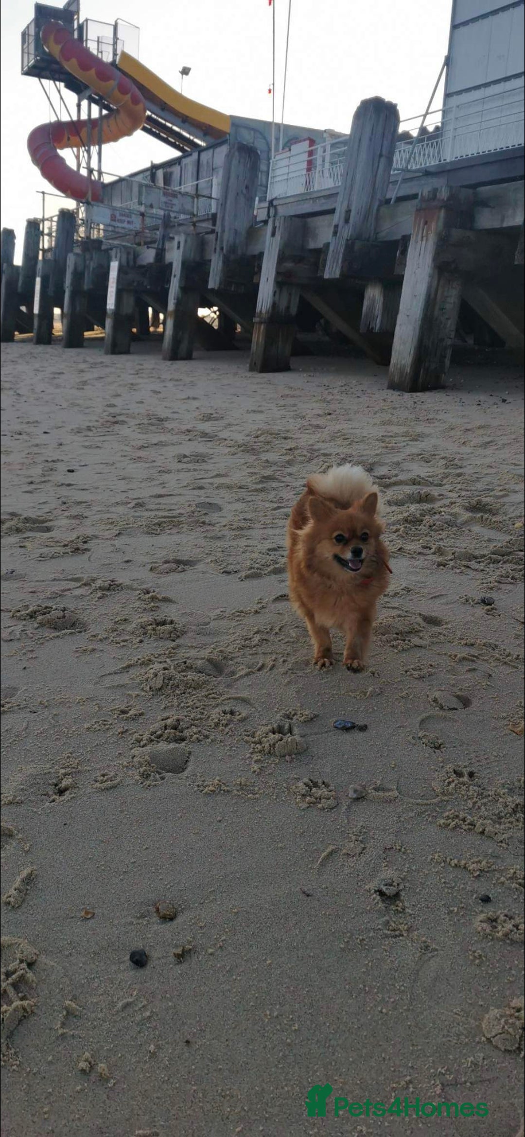 German Spitz dogs for sale: German spitz - Advert 5