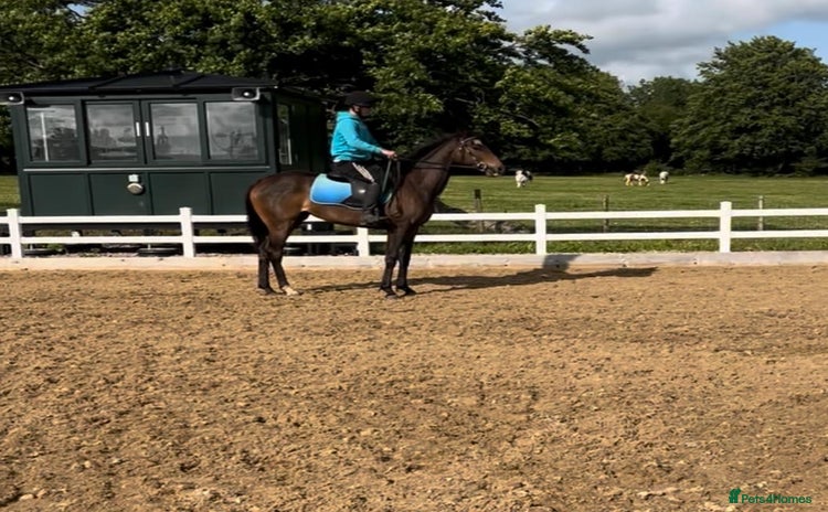 Irish Thoroughbred horses - Advert 1