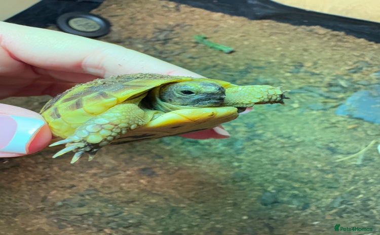 Tortoise reptiles - Advert 1