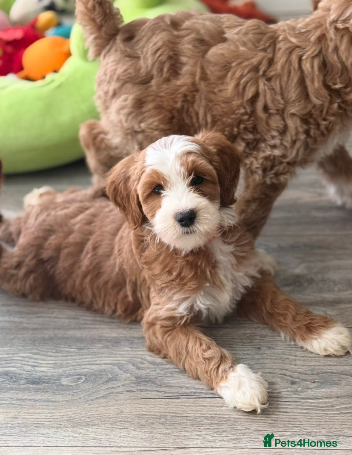 Labradoodle dogs for sale: Extensively health tests - guaranteed - Advert 1
