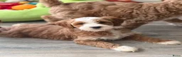 Labradoodle dogs for sale: Extensively health tests - guaranteed - Advert 1
