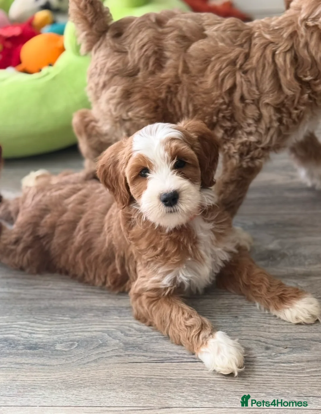 Labradoodle dogs for sale: Extensively health tests - guaranteed - Advert 1
