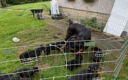 Rottweiler dogs for sale: Gorgeous KC Registered Rottweiler Puppies  - Image 15