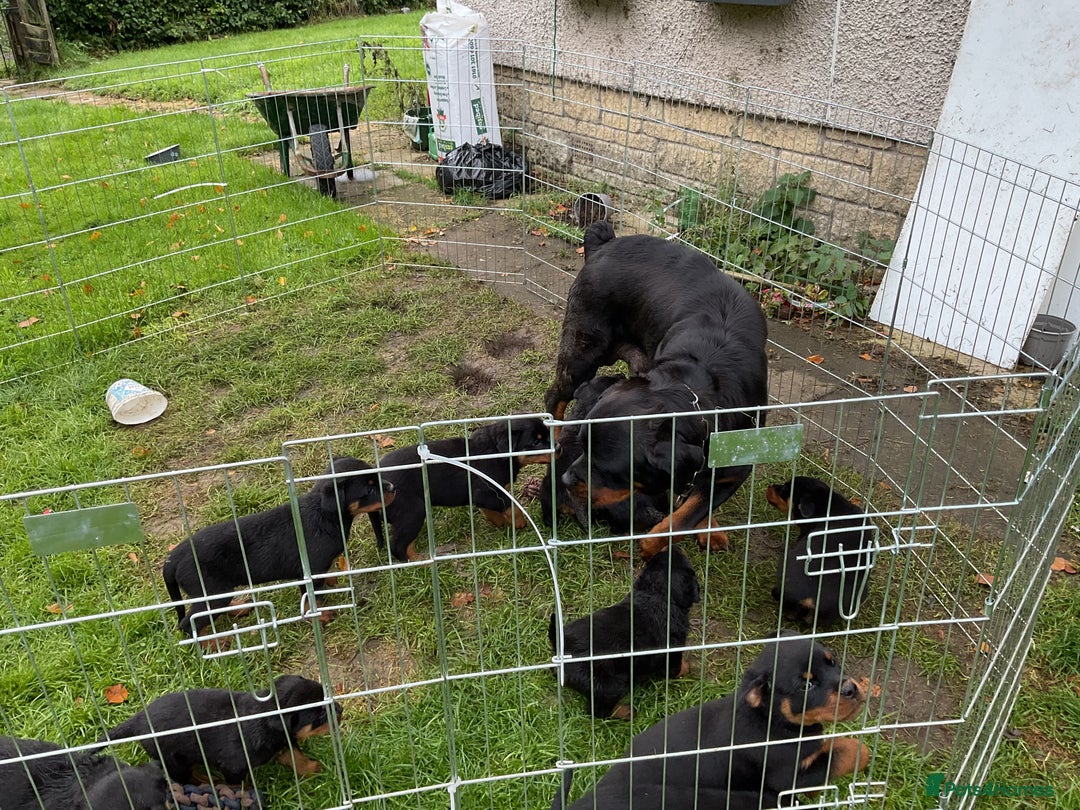 Rottweiler dogs for sale: Gorgeous KC Registered Rottweiler Puppies  - Image 15