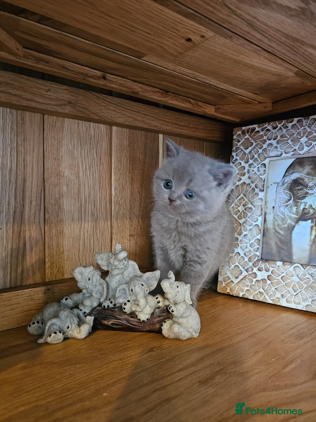 British Shorthair cats for sale: British shorthair kittens  - Advert 10