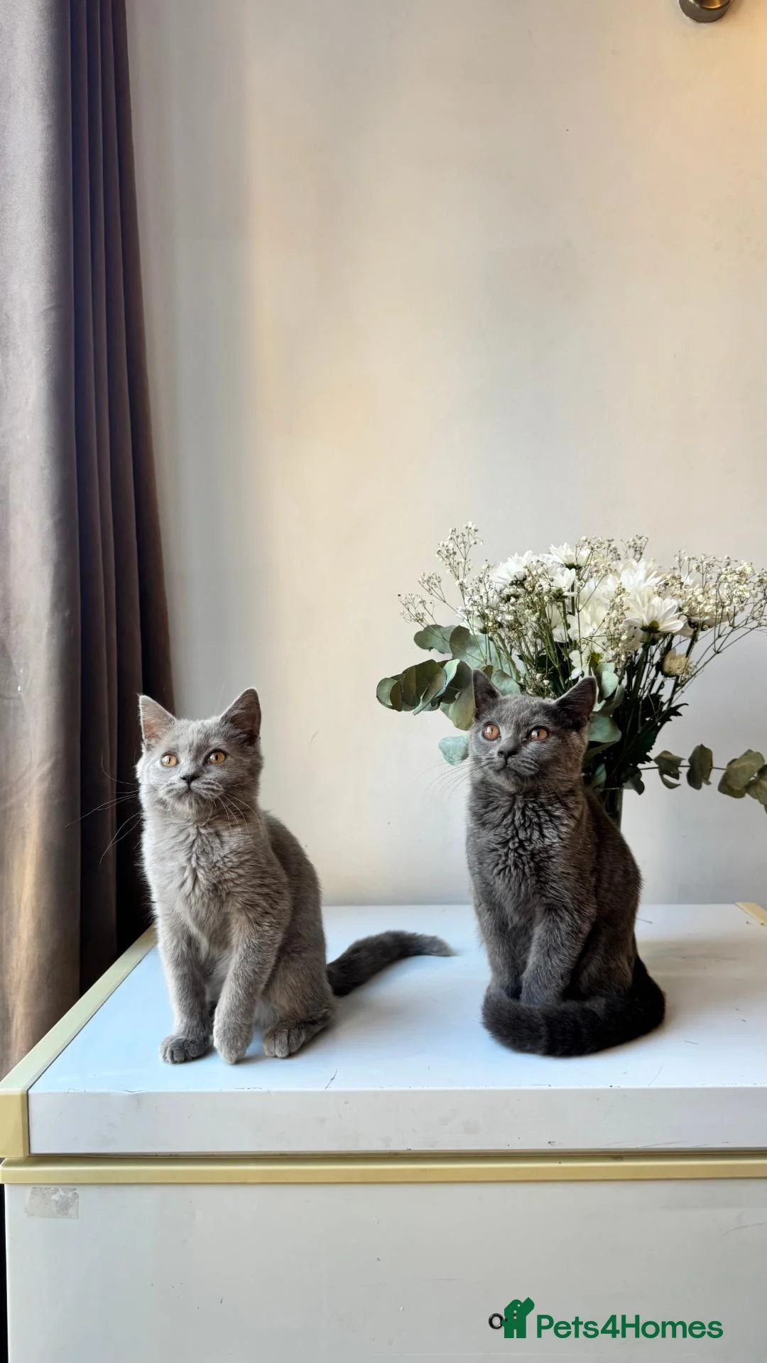 British Shorthair cats for sale: Beautiful Boy British Shorthairs for Sale  - Advert 2