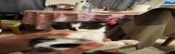 Mixed Breed cats for sale: Beautiful,cute,platoul,full of energy in Maidstone - Advert 6
