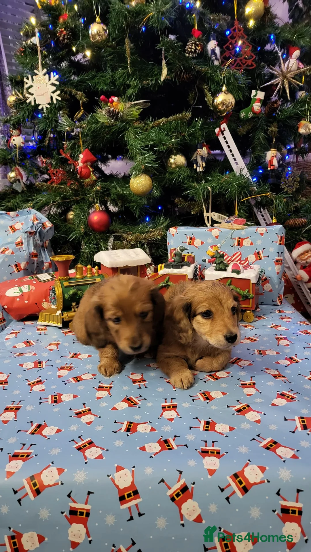 Miniature Dachshund dogs for sale: Miniature long haired daschunds  - Advert 21