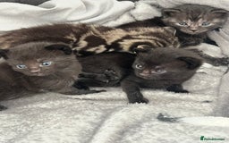 British Shorthair cats for sale: 2 Kittens Left - Image 13