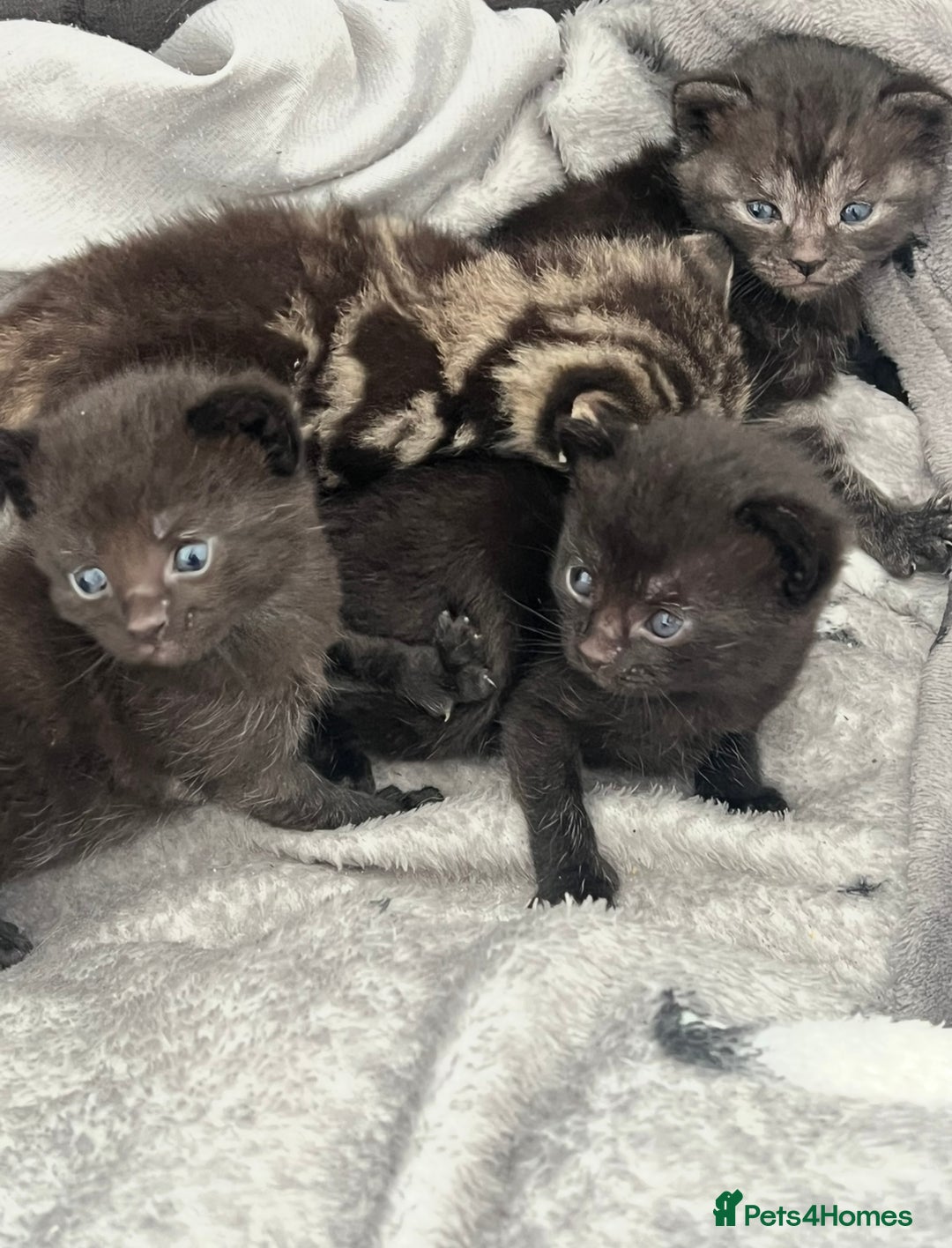 British Shorthair cats for sale: 2 Kittens Left - Image 13