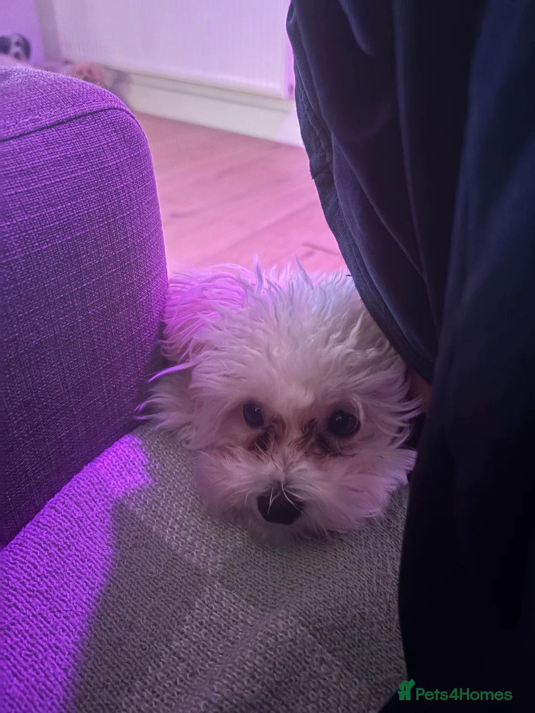 Maltipoo dogs for sale: Mochi – Looking for a Loving Forever Home 🤍 - Advert 3