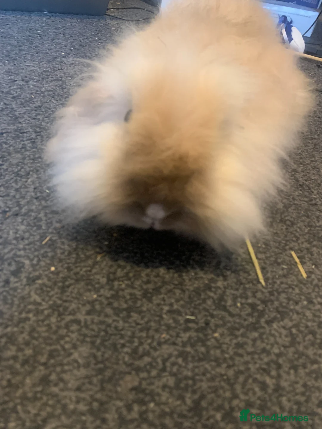 Mini Lion Lop rabbits for sale: Penny - Adult Rabbit Looking for a Loving Home - Advert 2