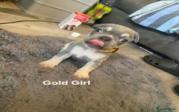 French Bulldog dogs for sale: Beautiful chunky French Bulldogs - Image 22