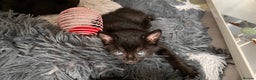Mixed Breed cats for sale: adorable tuxedo kittens - Advert 8