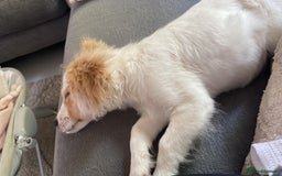 Mixed Breed dogs for sale: 4 month old female Cockerspaniel x Pom puppy - Image 7