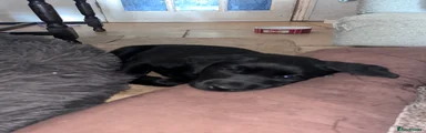 Labrador Retriever Puppy 3