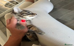 Mixed Breed cats for sale: Kittens ready now  - Image 10