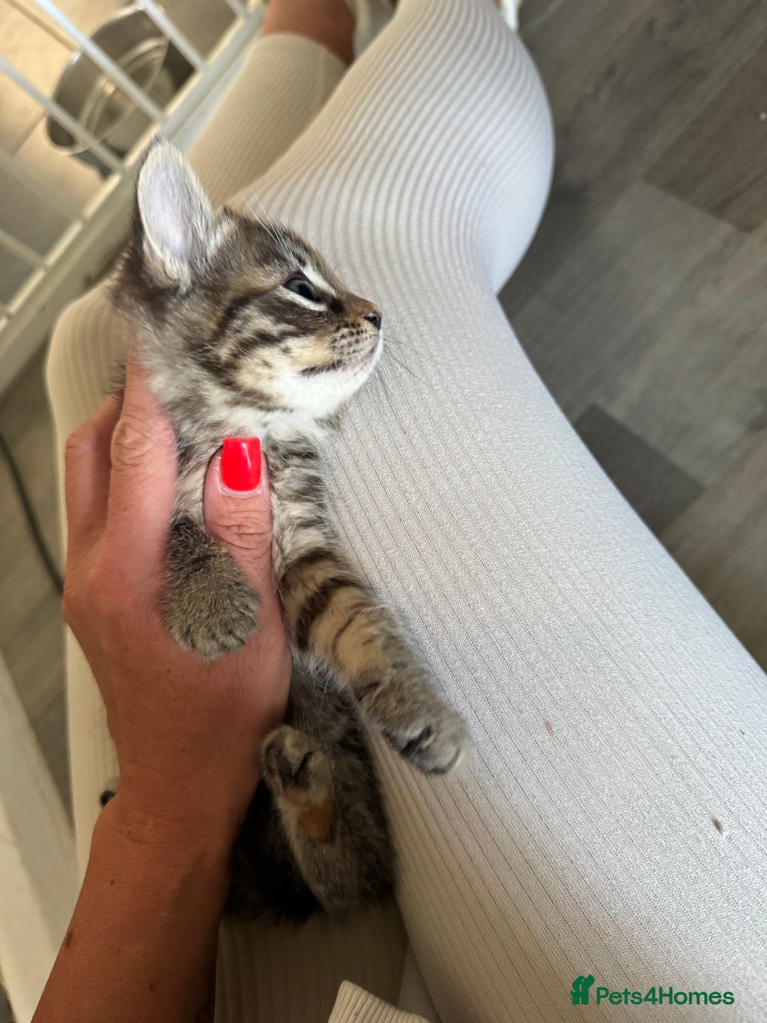 Mixed Breed cats for sale: Kittens ready now  - Image 10