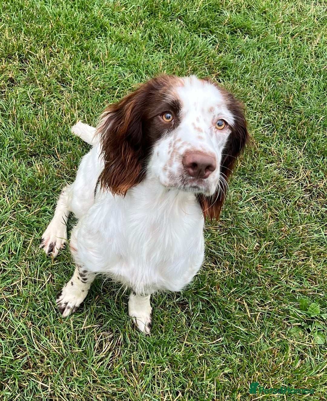 English Springer Spaniel dogs for sale: English Springer Spaniel for sale  - Image 3